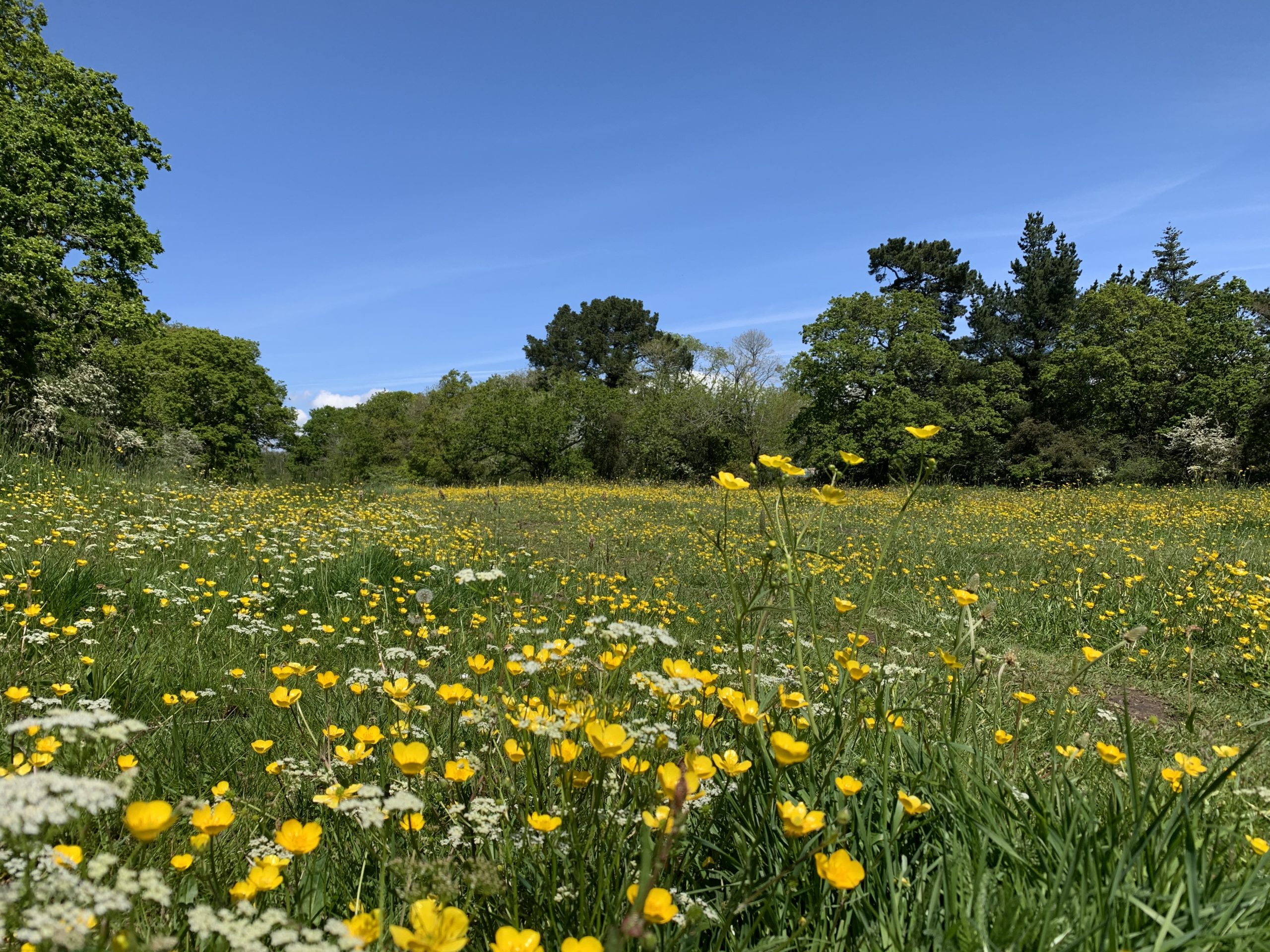 Meadow-May-scaled-1 (1)