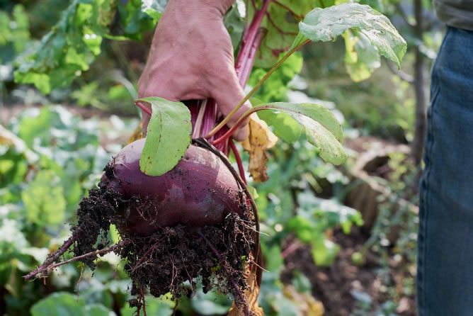 event-beetroot-gardening