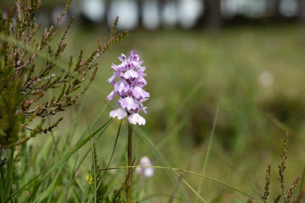 A purple orchid with a grassy background.