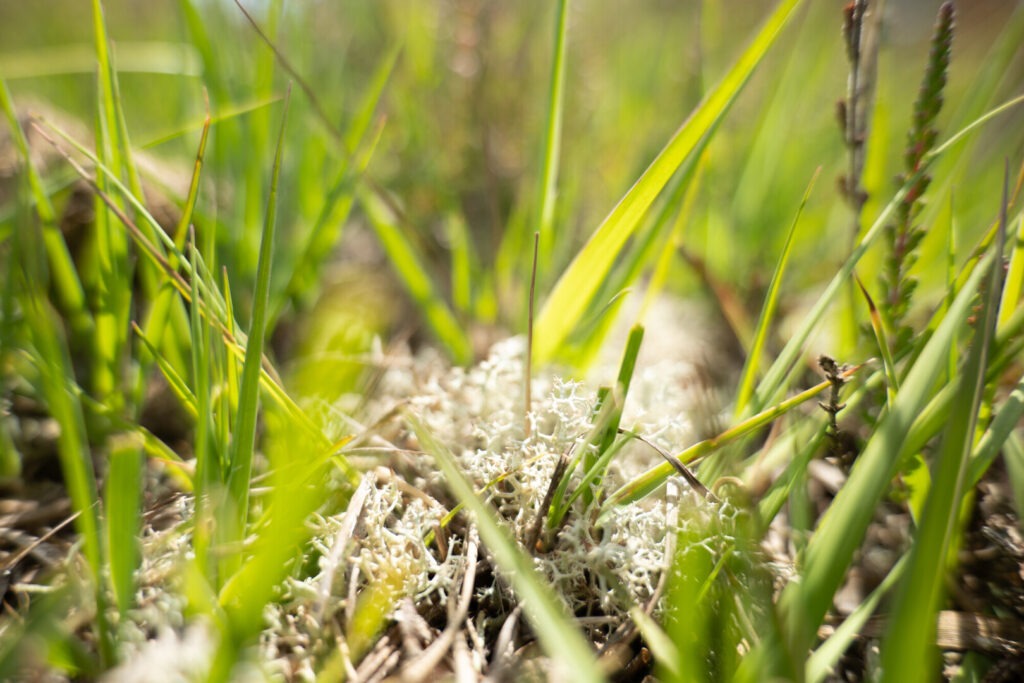 A close up shot of grass and lichen with bright light and vibrant greens.