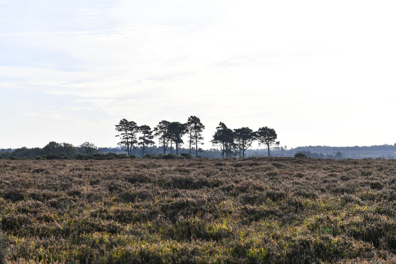 A group of trees stand above heathland on the horizon.