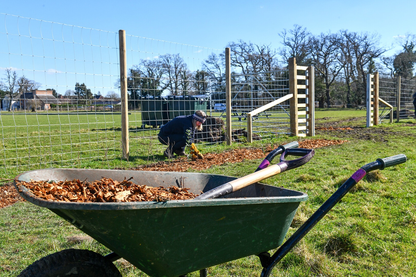 Volunteer plants a young tree beside a wire fence in Brockenhurst, Hampshire, with a wheelbarrow of woodchips in front