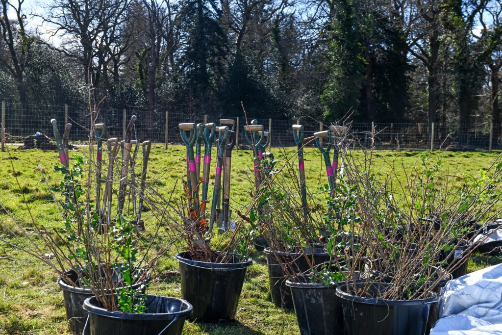 Buckets of hedge saplings and shovels lined up on grass beside a fenced field, with trees in the background