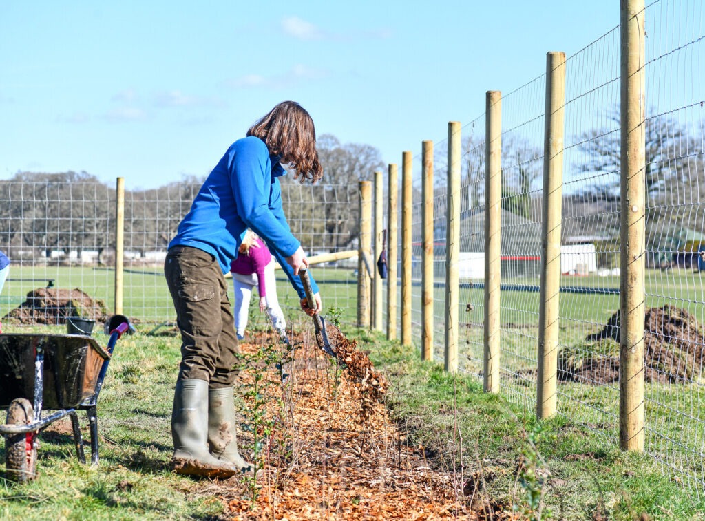 A woman in a blue jumper is planting a tree during a community event. She is standing between a wheel barrow and a wire fence with a line of bark on the floor and a blue sky.