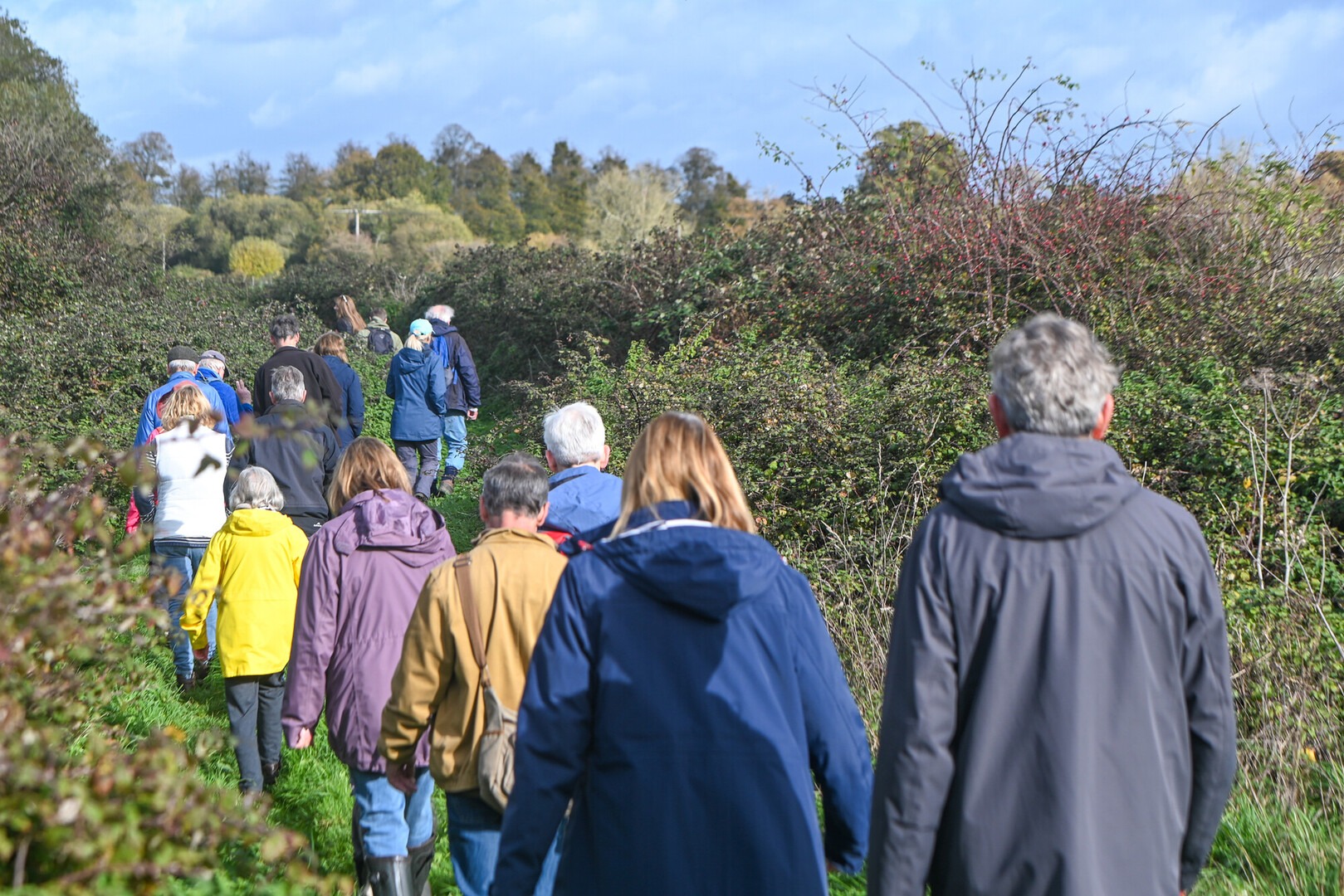 Group of walkers in jackets and boots walking along a grassy path between hedges on a sunny day