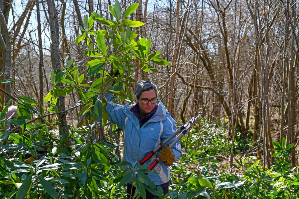 A woman wearing a blue coat takes part in a conservation volunteering task.