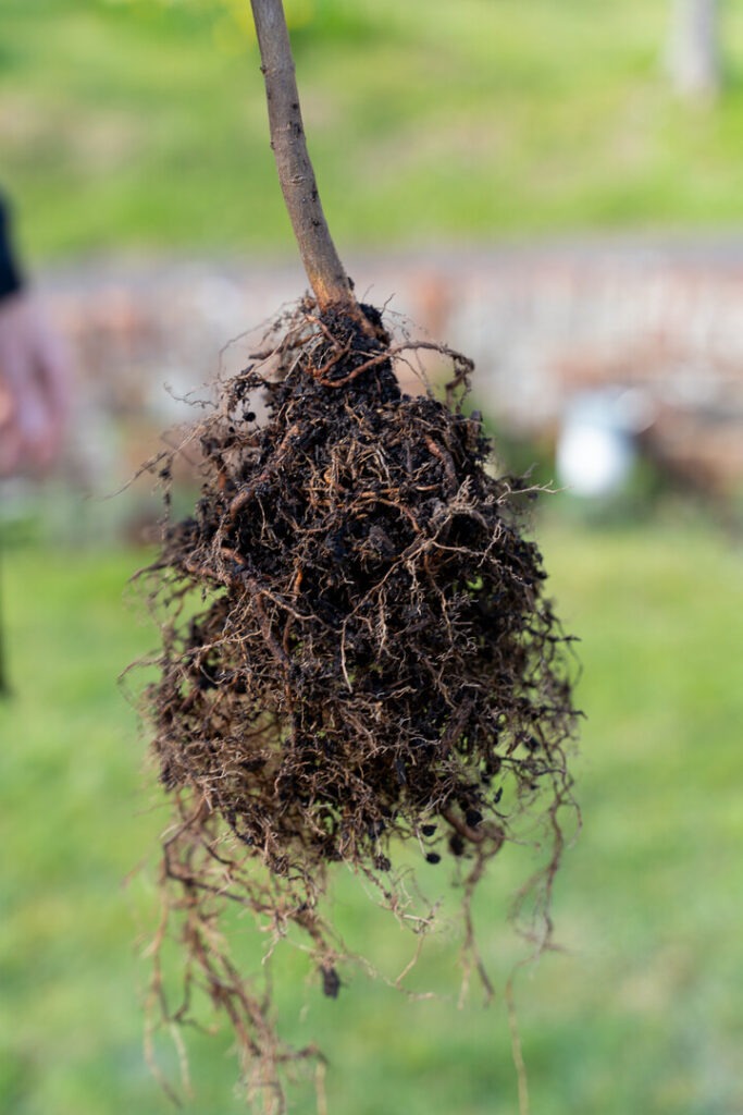 A ball of roots and soil at the end of a tree whip.