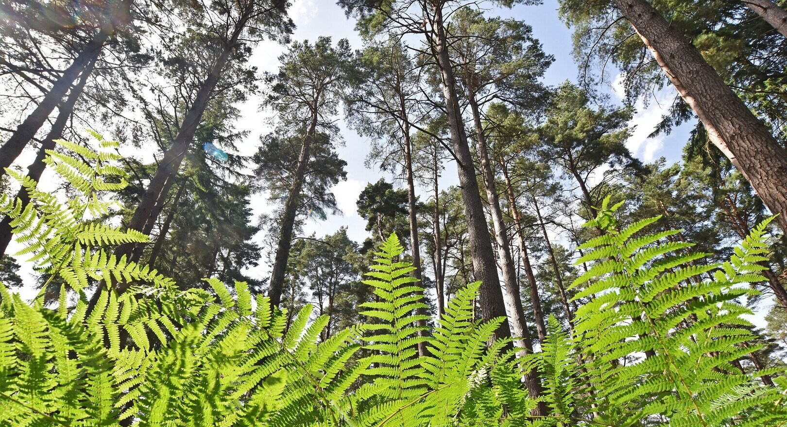 A bug's eye view looking up at bracken and the tree canopy on Ornamental Drive. Find health and wellbeing news from the New Forest through the Green Health Hub.