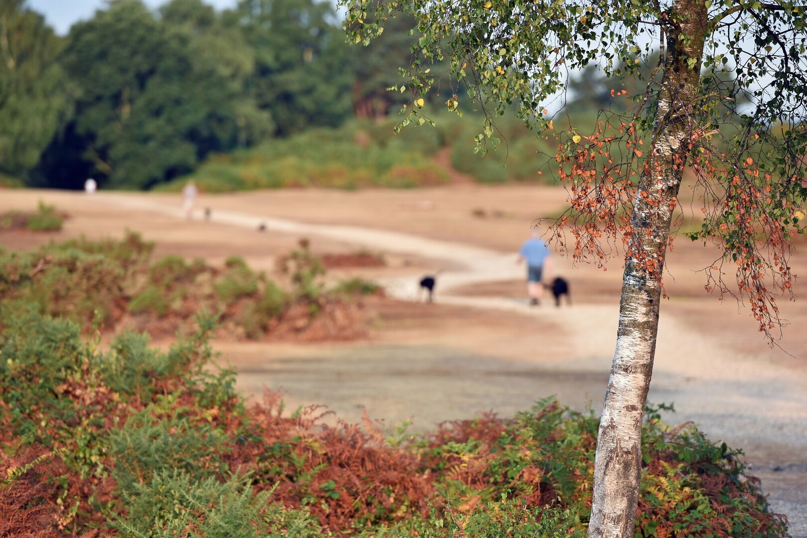 Dog walkers with two black dogs on a winding path at Rockford Common, with a birch tree and heathland in the foreground