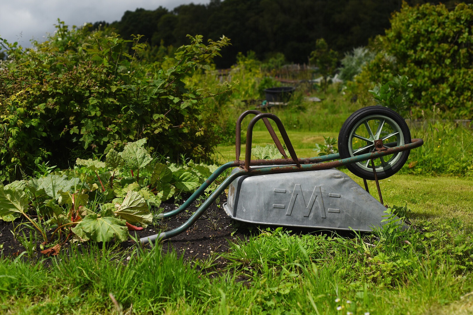 An upturned wheelbarrow in an allotment.