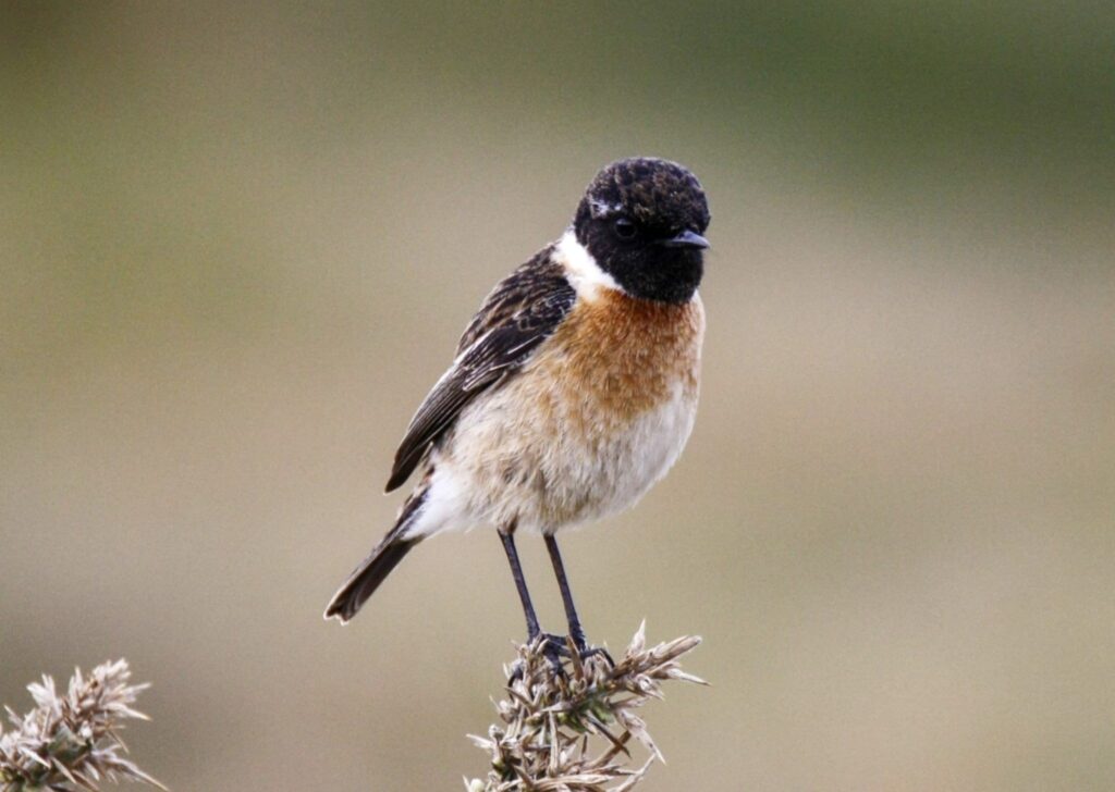 Small songbird with black head and white collar perched on a dried plant against a blurred background