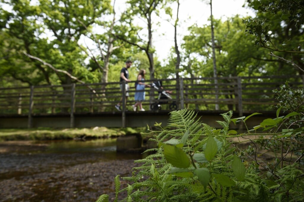 New Forest Recreational