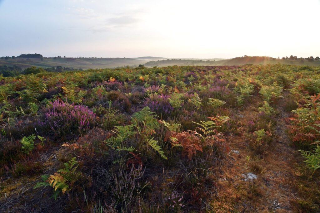 Sunrise over heathland at Rockford Common.