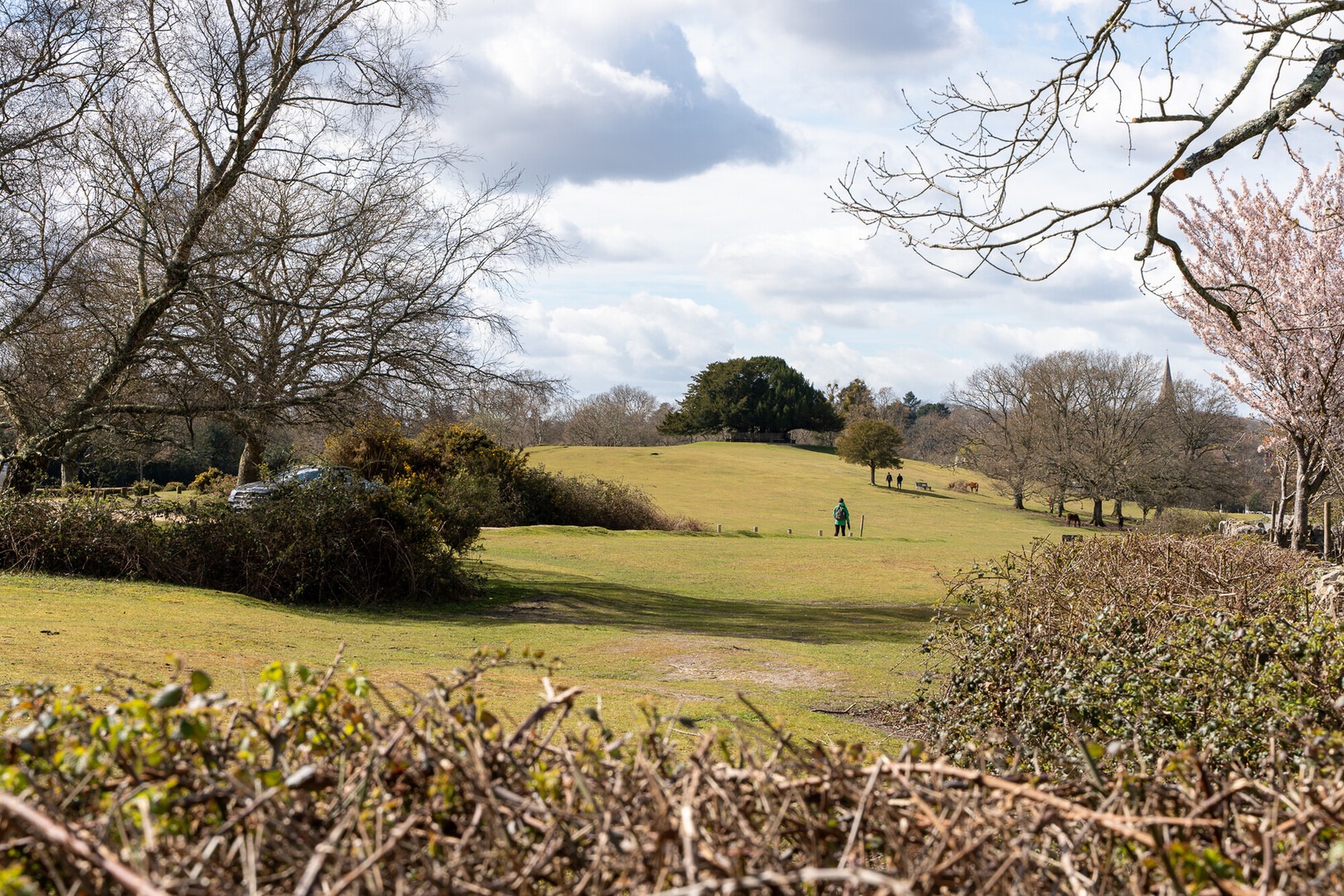 An iconic New Forest view at Bolton's Bench, Lyndhurst.